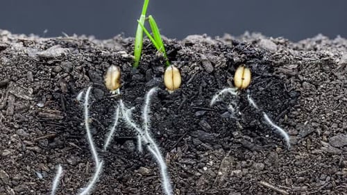 Time Lapse of Seeds Growing Roots in Soil
