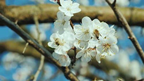 Abelha coletando pólen na flor de damasco