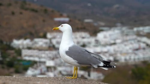 Nahaufnahme einer Möwe, die eine andere Möwe anbellt, während sie vorbeifliegt