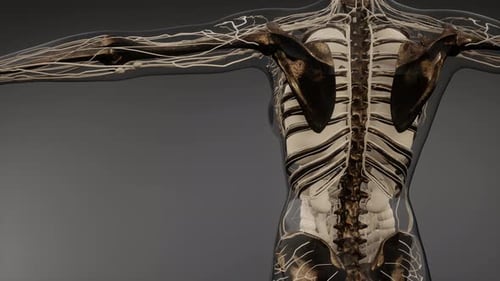 Animated 3D Human Anatomy with Nervous System and Skeleton