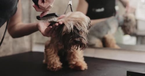 Small Dog Receives Grooming Treatment