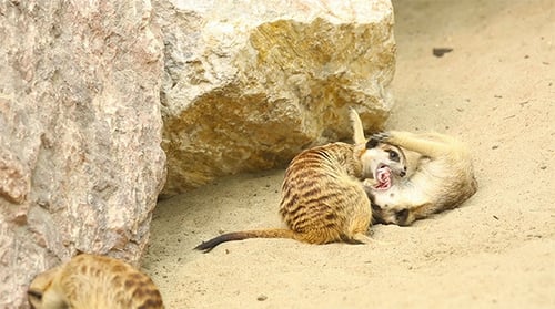 Meerkats spielen