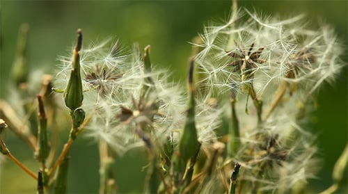 Dandelion Seed Heads Close Up in Green Field