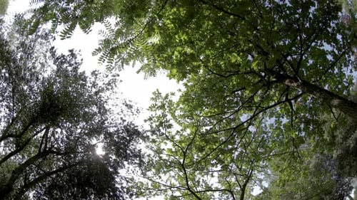 Spinning Video of Trees and Sky Low Angle View
