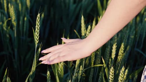 Female Hand is Touching Ears of Wheat on Field Growing Crops in Agriculture