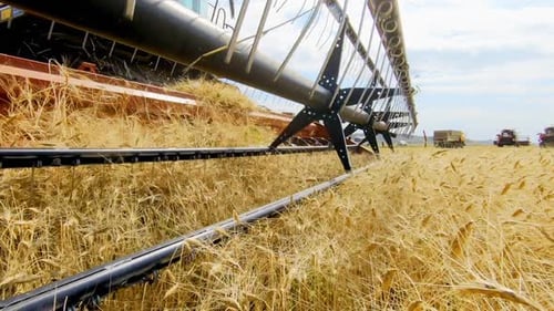 Combine Harvester Harvesting Crops in Golden Wheat Field