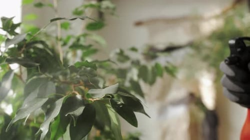 Man Florist at Work Cleaning Plants in Small Garden Shop Male Watering Flowers Green Home