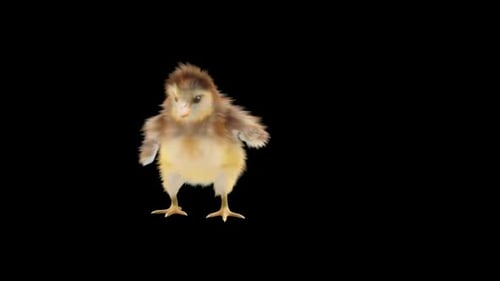 Realistic Fluffy Baby Chick Walking and Standing Animation