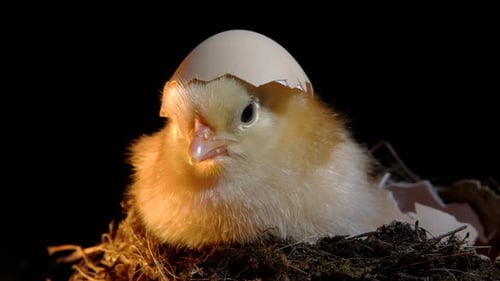 Fluffy Chick with Eggshell on Head in Nest