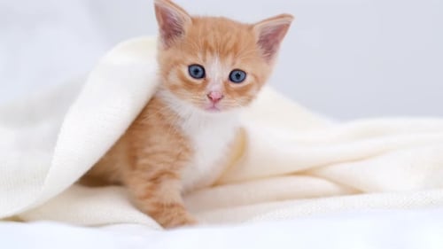 Adorable Kitten Under Blanket Looking Around