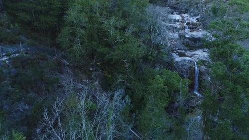 Pine Forests And Waterfall
