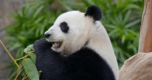 Panda isst Bambus