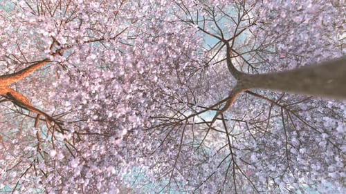 Sakura-Garten