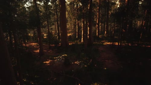 Loop Giant Sequoia Trees at Summertime in Sequoia National Park California