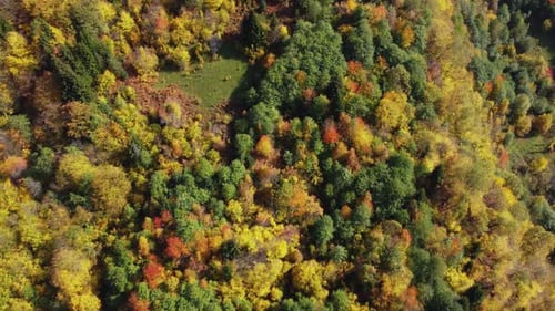 Autumn in the mountain forest. Autumn colors in forest aerial view.