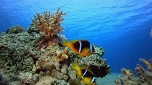 Clownfish Swimming Around Colorful Coral Reef