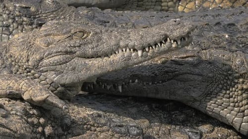 - Groupe de crocodiles