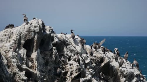 Colônia de pied shag on rock em Kaikoura, Ilha Sul, Nova Zelândia