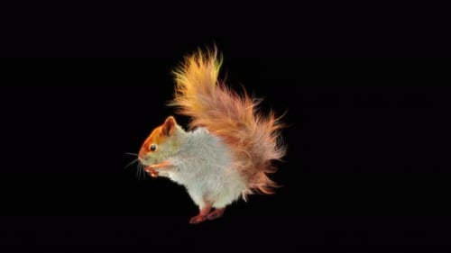 Animated Realistic Squirrel Running Loop