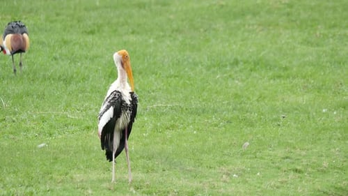 Slow motion Of Wedding Bride Happy Fun walking and running in the park