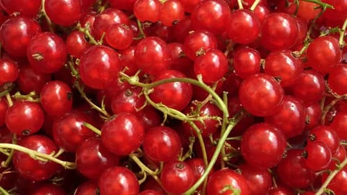 Vibrant Red Berries Close Up