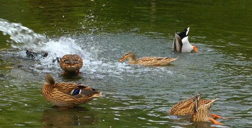 Ducks
