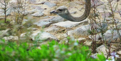 Ostrich