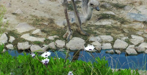 Ostrich