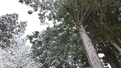 Schnee fällt im Wald