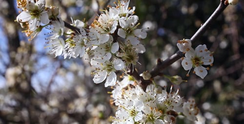 Blühender Baum 01