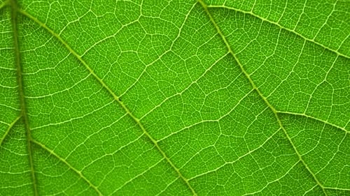 Detailed Close-Up of a Green Leaf