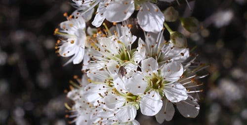 Flowering Tree 02