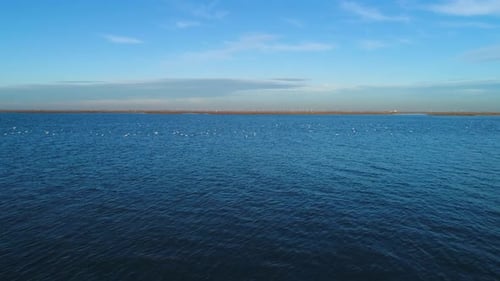 Aerial view of seagulls flying over ocean water, Netherlands.