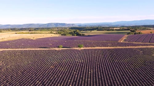 Plateau de Valensole Lavender Field Aerial View in Provence, France