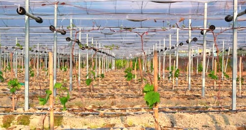 New Planting of Grape in Farm