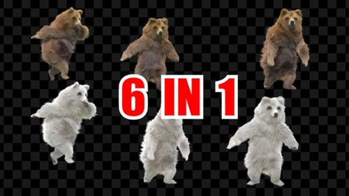 Bärentanz 6er Pack