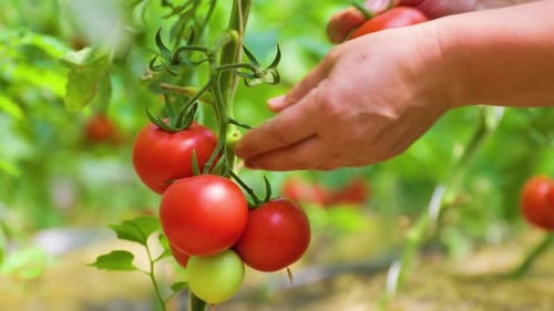 Landarbeiterin pflückt frische reife Bio-Tomaten