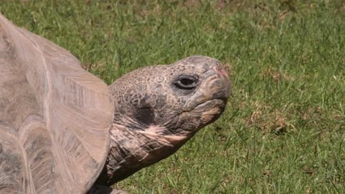 Galapagos Tortoise Resting Peacefully in Grassy Field