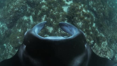 Unique close up perspective of a large Manta Ray looking down as it glides over a ocean reef covered
