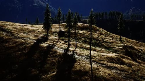 Trees on Meadow Between Hillsides with Conifer Forest