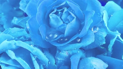 Falling drops of water on the buds of red roses.