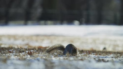 Squirrel Foraging in Snowy Grass on Winter Day