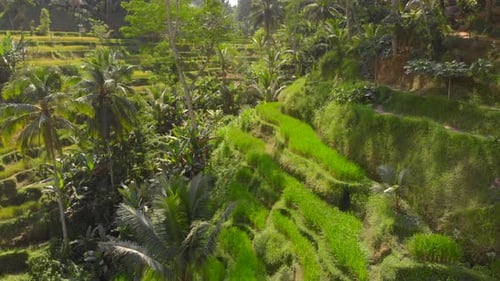 Aerial Shot of the Famous Tegalalang Rice Terraces in Ubud Village on the Bali Island