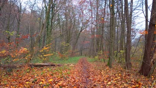 Pfad im herbstlichen Wald.