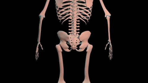 Iliacus Muscles Full Roration Loop