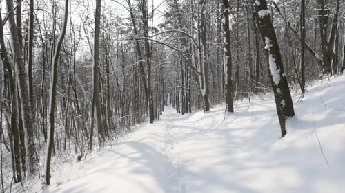 Landschaft im Wald im Winter Zeitlupe 1080p FullHD-Video - Verschneite Waldbäume Zeitlupe 1920X108