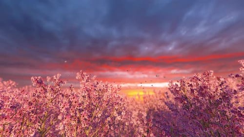 Die Morgensonne erzeugt einen sanften Rosaton über den Blütenblättern