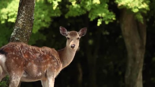 Cerfs sauvages à Nara, au Japon
