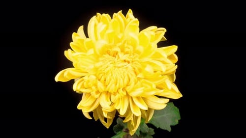 Vibrant Yellow Chrysanthemum Blooming on Black Background