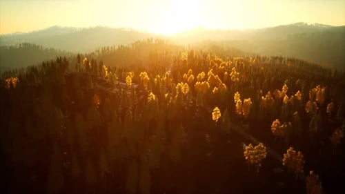 Sunlight in Spruce Forest in the Fog on the Background of Mountains at Sunset
